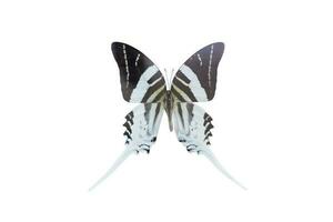 Graphium androcles butterfly on white background. Clipping path photo
