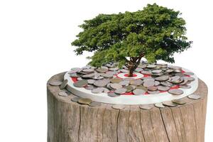 Coin with dart board and tree. Clipping path photo