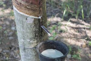 caucho árbol productor látex en plantación foto