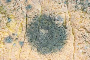 Close up of black fungus on expire bread. photo