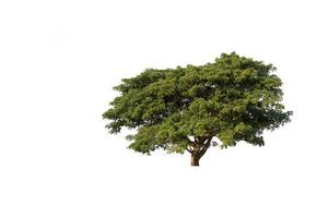 Tree on a white background. Clipping path photo