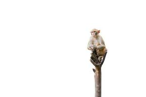 Monkey on the tree isolated on white background. Clipping path photo