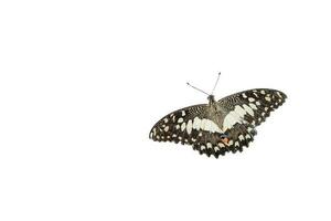 Beautiful monarch butterfly isolated on white background. Clipping path. photo