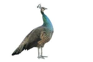 One standing peacock isolated on white background. Clipping path photo