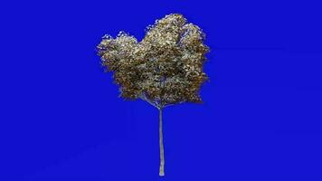 boom planten animatie lus - Londen vlak, hybride vlak - platanus X acerifolia - groen scherm chroma sleutel - 5a - winter sneeuw video