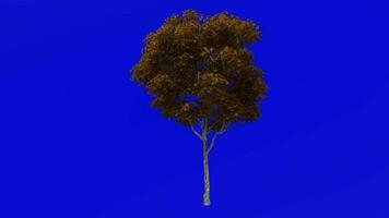 árvore plantas animação ciclo - Londres avião, híbrido avião - platanus x acerifólia - verde tela croma chave - 3a - outono outono video