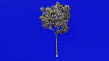 ree planten animatie lus - Londen vlak, hybride vlak - platanus X acerifolia - groen scherm chroma sleutel - 1a - winter sneeuw video