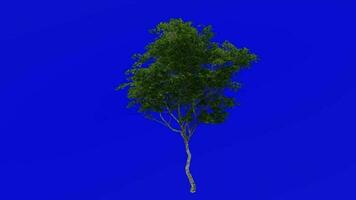 árvore plantas animação ciclo - Londres avião, híbrido avião - platanus x acerifólia - verde tela croma chave - 4c - verão Primavera video