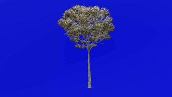träd växter animering slinga - London plan, hybrid plan - platanus x acerifolia - grön skärm krom nyckel - 2b - vinter- snö video
