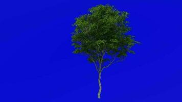 Tree plants animation loop - london plane, hybrid plane - platanus x acerifolia - green screen chroma key - 4a - summer spring video