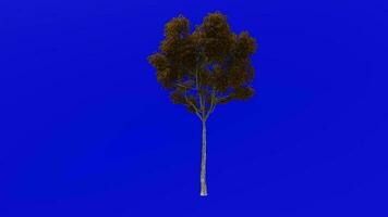 Tree plants animation loop - london plane, hybrid plane - platanus x acerifolia - green screen chroma key - 2a - autumn fall video
