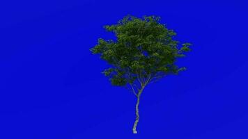 Tree plants animation loop - london plane, hybrid plane - platanus x acerifolia - green screen chroma key - 4b - summer spring video