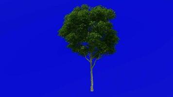 Tree plants animation loop - london plane, hybrid plane - platanus x acerifolia - green screen chroma key - 3a - summer spring video