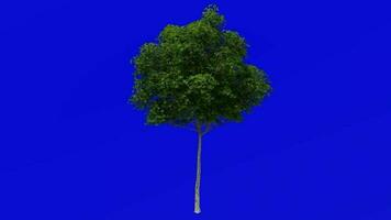 Tree plants animation loop - london plane, hybrid plane - platanus x acerifolia - green screen chroma key - 4d - summer spring video