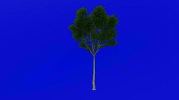 Tree plants animation loop - london plane, hybrid plane - platanus x acerifolia - green screen chroma key - 2a - summer spring video