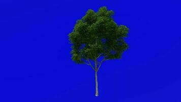 Tree plants animation loop - london plane, hybrid plane - platanus x acerifolia - green screen chroma key - 3b - summer spring video