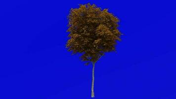 Tree plants animation loop - london plane, hybrid plane - platanus x acerifolia - green screen chroma key - 6a - autumn fall video