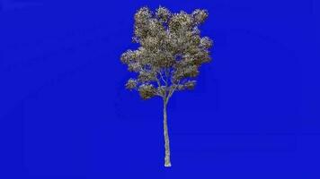 boom planten animatie lus - Londen vlak, hybride vlak - platanus X acerifolia - groen scherm chroma sleutel - 1b - winter sneeuw video