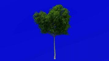 Tree plants animation loop - london plane, hybrid plane - platanus x acerifolia - green screen chroma key - 5a - summer spring video