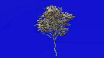boom planten animatie lus - Londen vlak, hybride vlak - platanus X acerifolia - groen scherm chroma sleutel - 4c - winter sneeuw video
