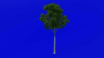 Tree plants animation loop - london plane, hybrid plane - platanus x acerifolia - green screen chroma key - 1c - summer spring video