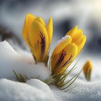 Close-up macro of the first spring blooms, yellow crocuses, on snow in nature, . photo