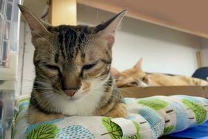 tricolor gato dormido pacíficamente disfrutando gato siesta. Bengala gato acostado en sofá y sonriente. foto