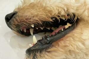 Care of dog teeth close-up. Macro of open dog mouth. Dogs have problems with Oral cavity, limestone, Gingivitis, Tooth decay. Checking dog teeth, Selective focus. photo