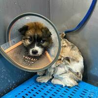 Scared puppy showering with shampoo. Small dog wearing a recovery cone collar. Dog taking a bubble bath in pet grooming salon. photo