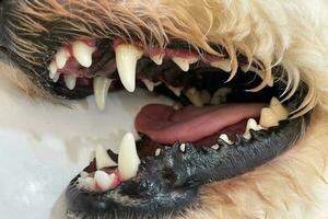 Care of dog teeth close-up. Macro of open dog mouth. Dogs have problems with Oral cavity, limestone, Gingivitis, Tooth decay. Checking dog teeth, Selective focus. photo