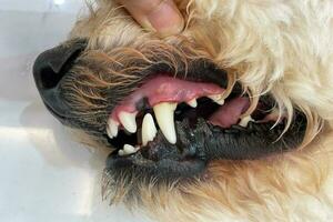 Care of dog teeth close-up. Macro of open dog mouth. Dogs have problems with Oral cavity, limestone, Gingivitis, Tooth decay. Checking dog teeth, Selective focus. photo