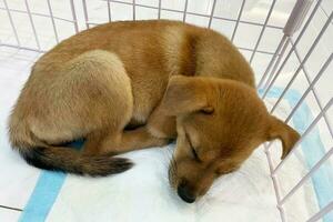 frente ver cerca arriba de un rescatado abandonado perro en un animal refugio, dormido en un jaula en el Dom mirando Derecho a cámara. el perro duerme en un jaula. foto