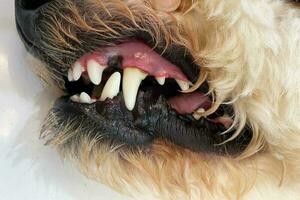 Care of dog teeth close-up. Macro of open dog mouth. Dogs have problems with Oral cavity, limestone, Gingivitis, Tooth decay. Checking dog teeth, Selective focus. photo