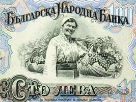 Woman picking grapes in vineyard photo