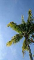 Palm Tree in blue skies photo