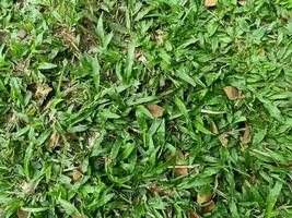 close up photo of green grass in the park in the morning, interspersed with dry leaves falling from the surrounding trees