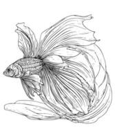 Betta pescado línea mano dibujo negro y blanco ilustración además conocido como siamés luchando pescado colorante página diseño para colorante libro vector