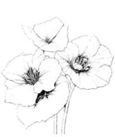 begonia flor colorante página mano dibujo negro y blanco vector