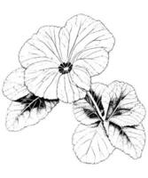 Begonia coloring page black and white vector