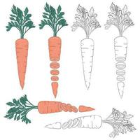 Illustration of whole and sliced carrots, both in their natural orange color and in black and white. vector