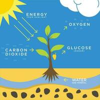 illustration of photosynthesis flat design, a system that converts Carbon dioxide into oxygen vector