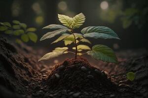 planta creciente en granja suelo o bosque con luz de sol a tiempo de día. joven planta es creciente. mundo tierra día. mundo ambiente día. tierra conservación, ecología o global calentamiento por ai generado foto