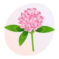 Clover flower with leaves on a gentle background. Postcard, botanical illustration, vector