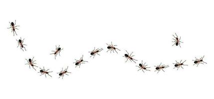 Brown worker ants trail line flat style design vector illustration isolated on white background.