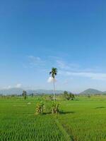 Green rice fields with blue sky and white clouds. Landscape image of blue sky and thin clouds. Skyscape on Lombok Island, Indonesia photo