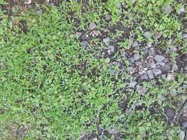 Gravel soil surface and some small plants photo