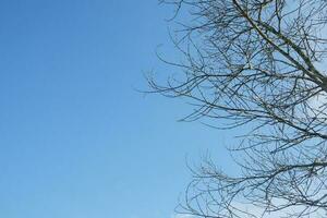 dry tree branches that died because of the dry season against the background of a bright blue sky photo