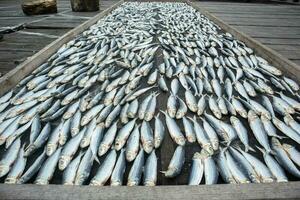 the process of drying fish in the sun so that fish last longer. drying with the traditional system photo