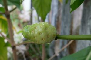 selective focus on Noni or Morinda citrifolia fruit on tree. soft focus photo