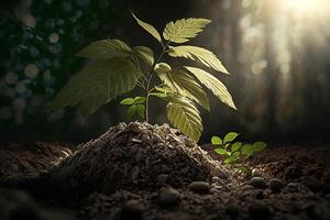 Plant growing in farm ground or forest with sunlight at daytime. Young plant is growing. World earth day. World environment day. Earth conservation, ecology or global warming by photo